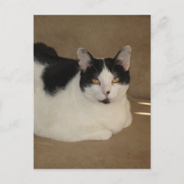 Katt på en soffa vykort
