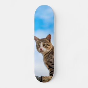 Katt på en vägg mini skateboard bräda 18,5 cm