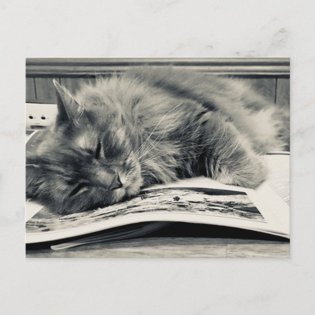 "Katt på ett Bok"-vykort Vykort (Framsida)