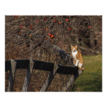 Katt på ett stängsel