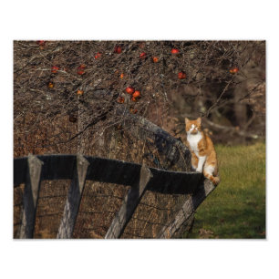 Katt på ett stängsel fototryck