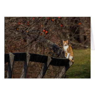 Katt på ett stängsel hälsningskort