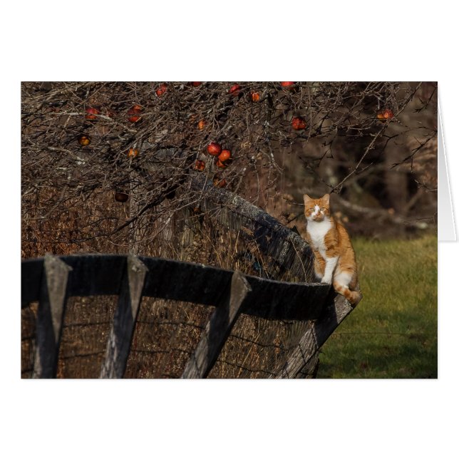 Katt på ett stängsel hälsningskort (Framsidan Horizontal)