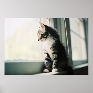 Katt på fönstret poster