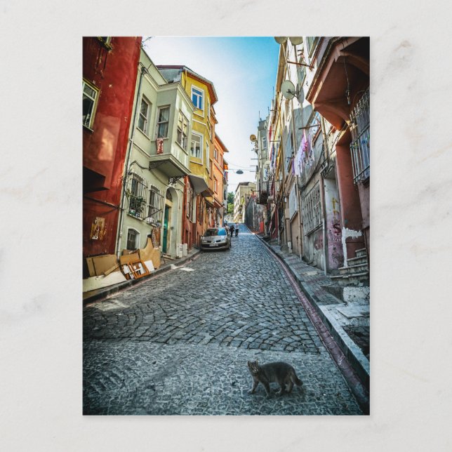 Katt på gatan i Istanbul Vykort (Framsida)