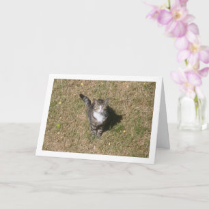 Katt på Grass Porträtt Kort