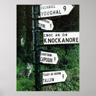 katt på nio miles poster