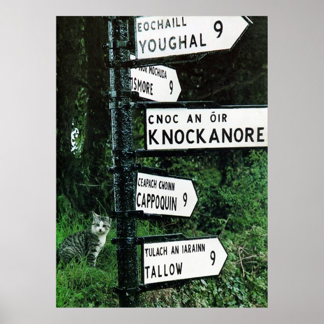 katt på nio miles poster (Framsidan)