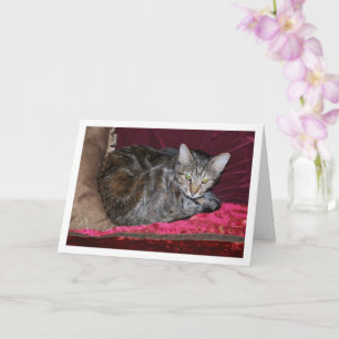 Katt på Red Cushions Kort