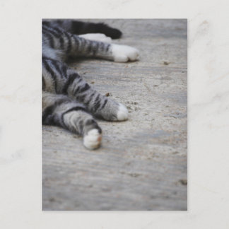 Katt på sidpromenad vykort