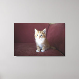 Katt på soffan canvastryck