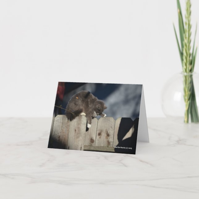 Katt på staket (9) kort (Framsida)