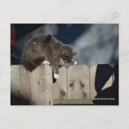 Katt på Staket (9) Vykort