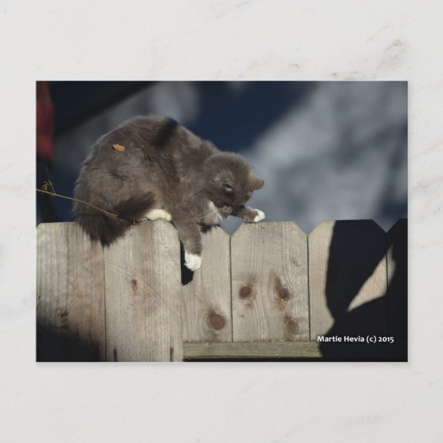Katt på Staket (9) Vykort (Framsida)