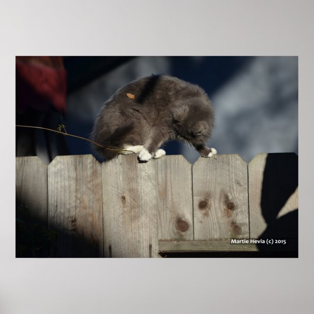 Katt på stängsel (10) Poster (Framsidan)