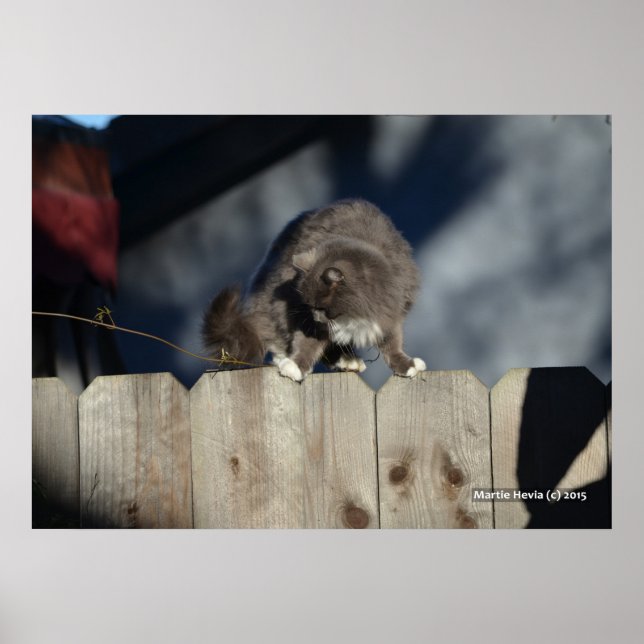 Katt på stängsel (11) Poster (Framsidan)