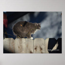 Katt på stängsel (12) Poster