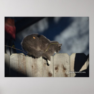 Katt på stängsel (13) Poster