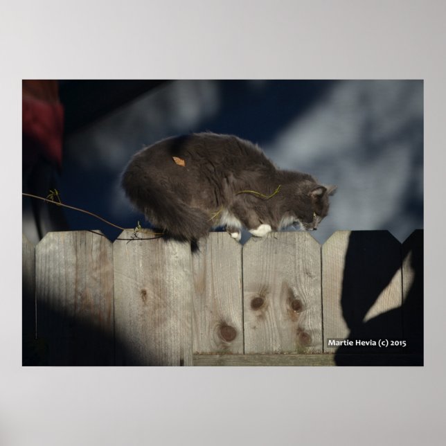 Katt på stängsel (14) Poster (Framsidan)