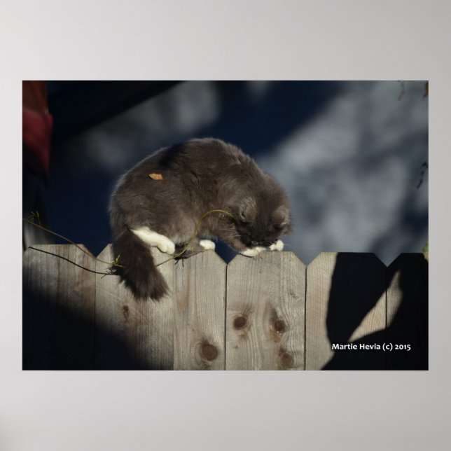 Katt på stängsel (17) Poster (Framsidan)