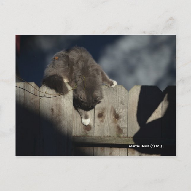 Katt på stängsel (18) vykort (Framsida)