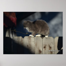 Katt på stängsel (19) Poster