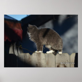 Katt på stängsel (20) Poster