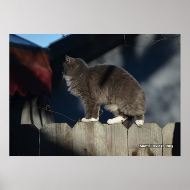 Katt på stängsel (20) Poster (Framsidan)