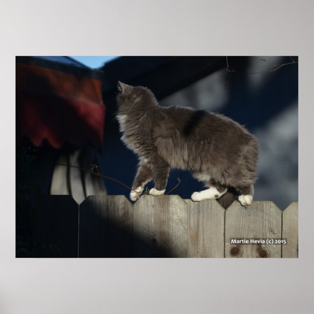 Katt på stängsel (21) Poster (Framsidan)