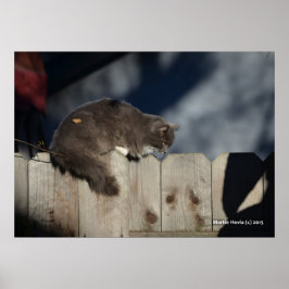 Katt på stängsel (2) Poster