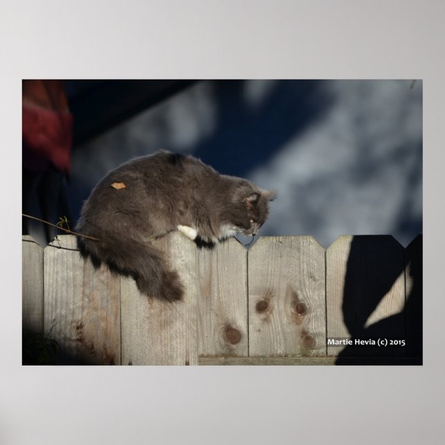 Katt på stängsel (2) Poster (Framsidan)