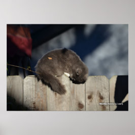 Katt på stängsel (3) Poster