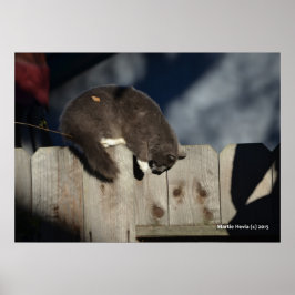 Katt på stängsel (4) Poster
