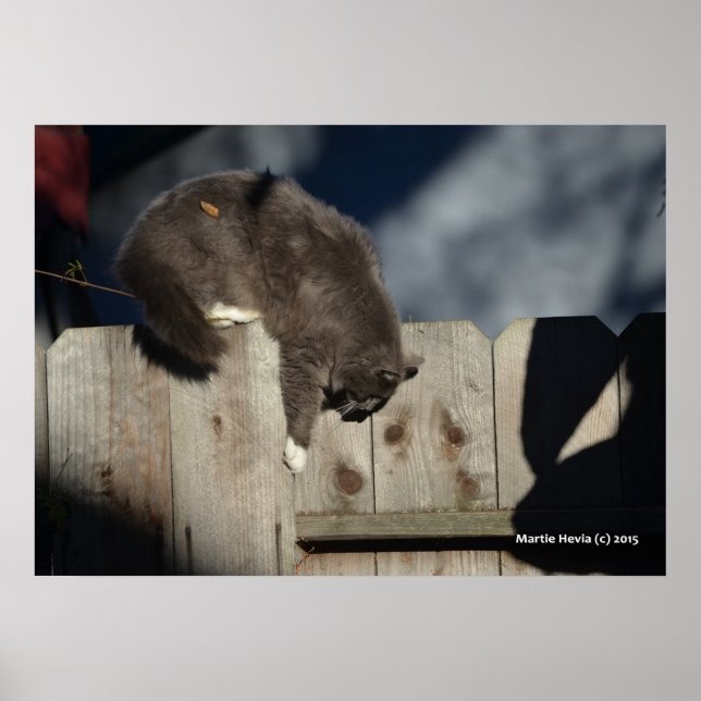 Katt på stängsel (5) Poster (Framsidan)