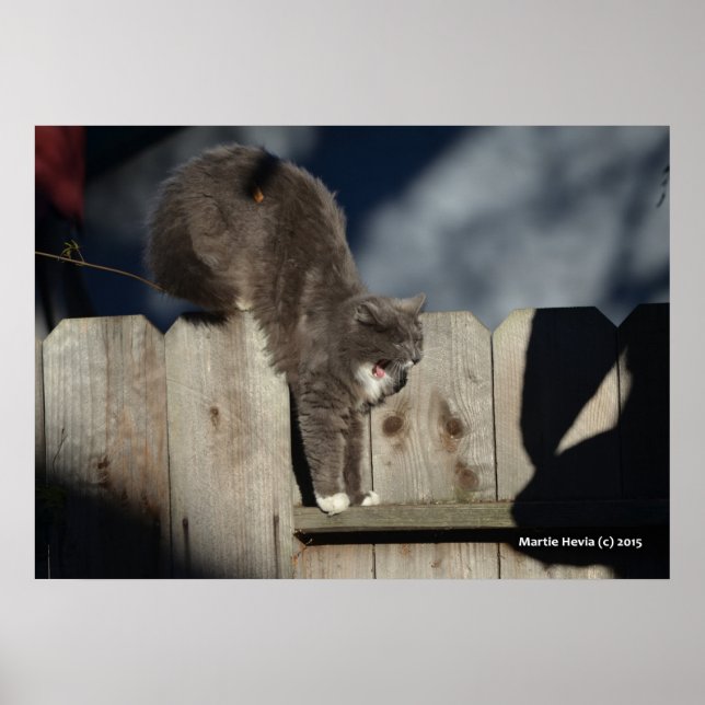 Katt på stängsel (7) Poster (Framsidan)