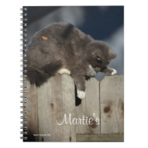 Katt på stängsel (9)