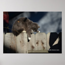 Katt på stängsel (9) Poster
