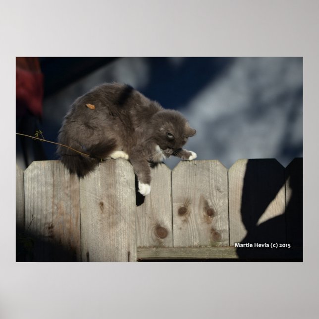 Katt på stängsel (9) Poster (Framsidan)