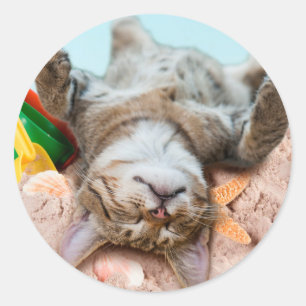 Katt på strand och blå himmel runt klistermärke