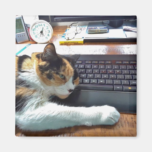 Katt på Tangentbord Magnet (Framsidan)