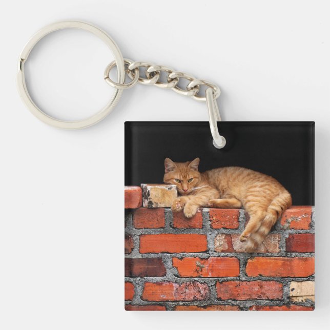Katt på tegelvägg (Framsidan)