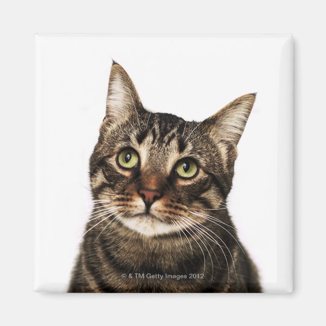 Katt på vit bakgrund 2 magnet (Framsidan)