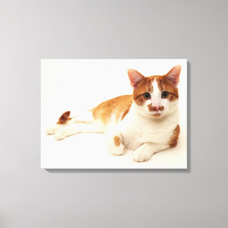 Katt på vit bakgrund canvastryck