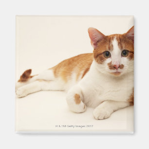 Katt på vitbakgrund magnet