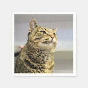 Katt Pappersservett