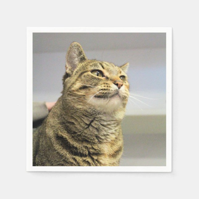 Katt Pappersservett (Framsidan)