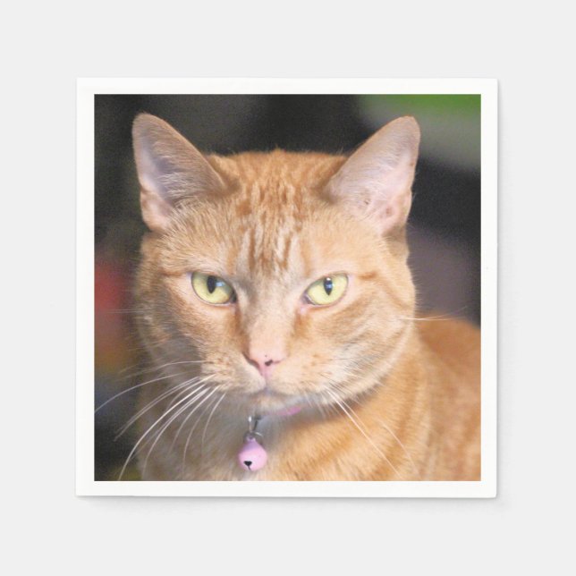 Katt Pappersservett (Framsidan)