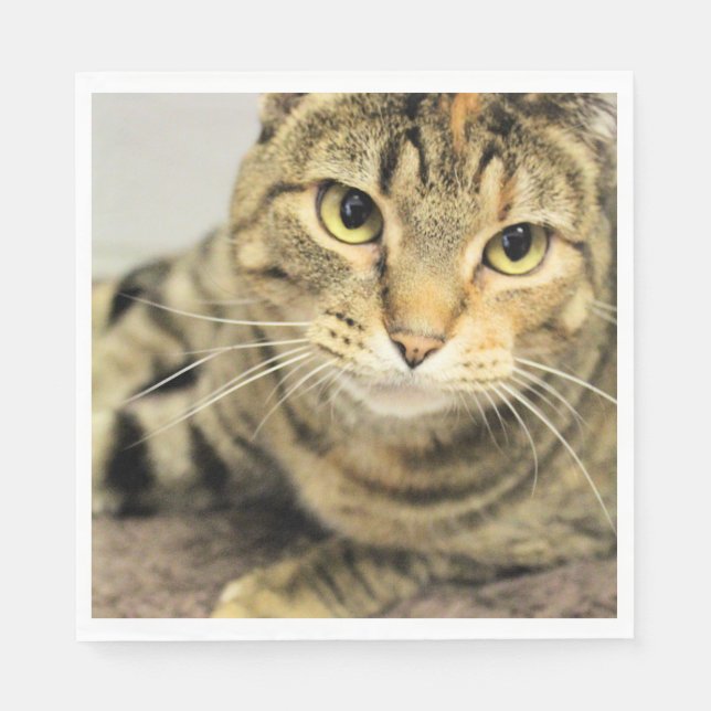 Katt Pappersservett (Framsidan)