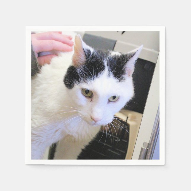 Katt Pappersservett (Framsidan)