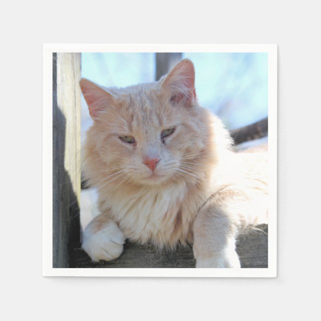 Katt Pappersservett (Framsidan)
